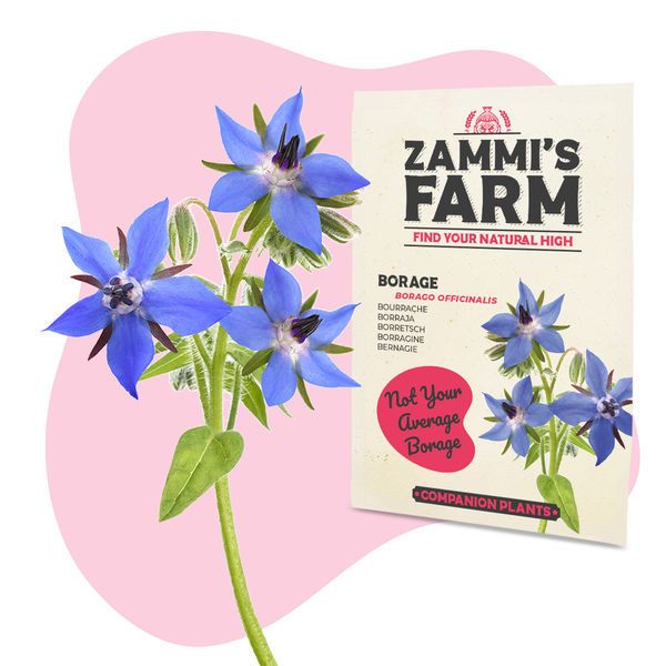 Pack Amigo de Borragem (Borago officinalis)