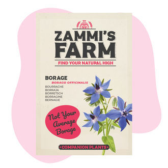 Pack Amigo de Borragem (Borago officinalis)