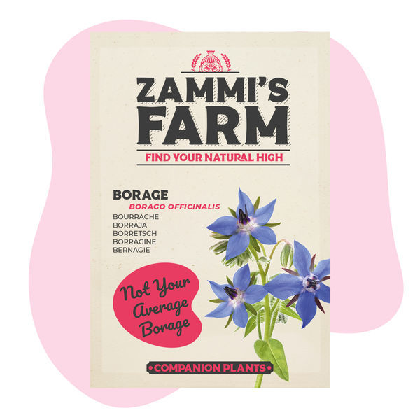 Pack Amigo de Borragem (Borago officinalis)