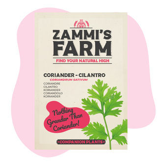 Pack Amigo de Coentros (Coriandrum sativum)