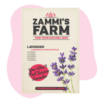 Pack de amigos de lavanda (Lavandula angustifolia)