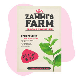 Conjunto Amigo de Hortelã-pimenta (Mentha piperita)