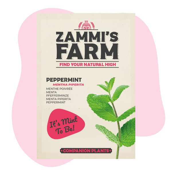 Conjunto Amigo de Hortelã-pimenta (Mentha piperita)