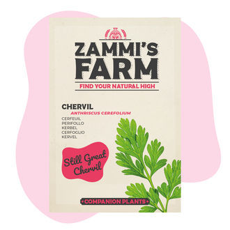 Chervil (Anthriscus cerefolium) – Pack Duo