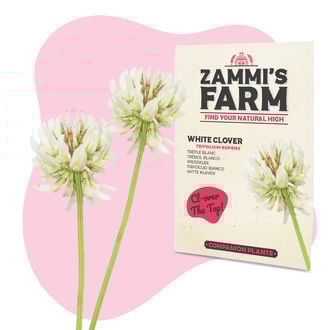 Pack Amigo de Trevo-Branco (Trifolium repens)