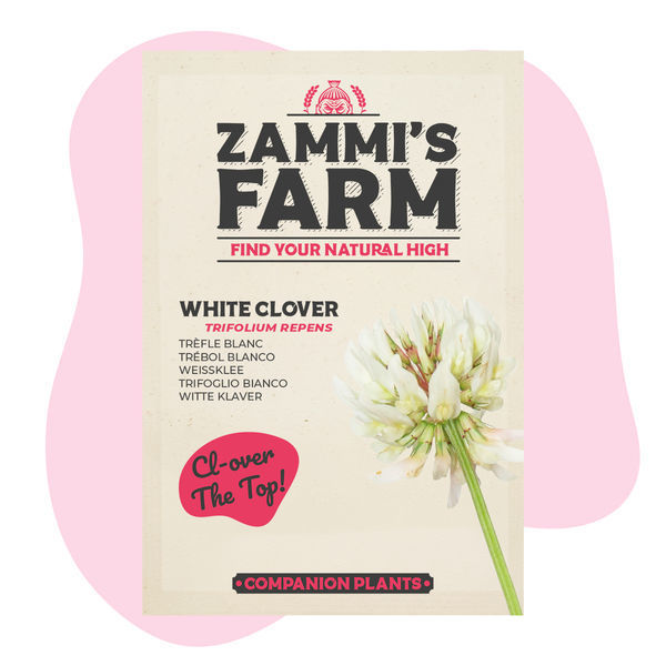 Pack Amigo de Trevo-Branco (Trifolium repens)