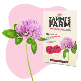 Pack Amigo de Trevo-vermelho (Trifolium pratense)