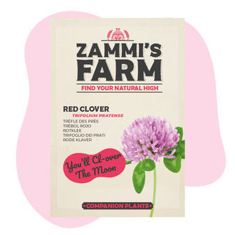 Pack de Amigos de Trevo-vermelho (Trifolium pratense)