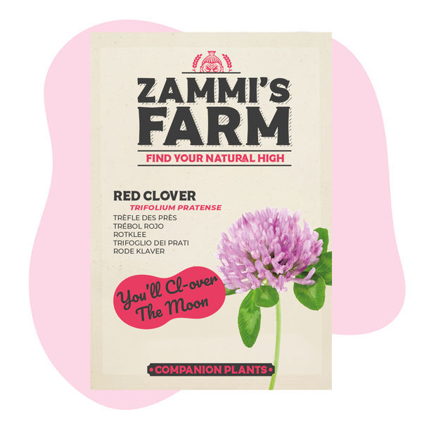 Pack de Amigos de Trevo-vermelho (Trifolium pratense)