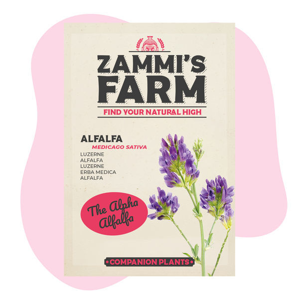 Pack de Amigos de Alfafa (Medicago sativa)