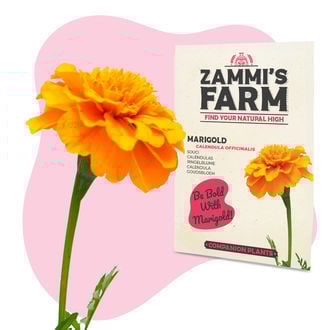 Pacote Amigo de Malmequer (Calendula officinalis)