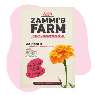 Pacote Amigo de Malmequer (Calendula officinalis)