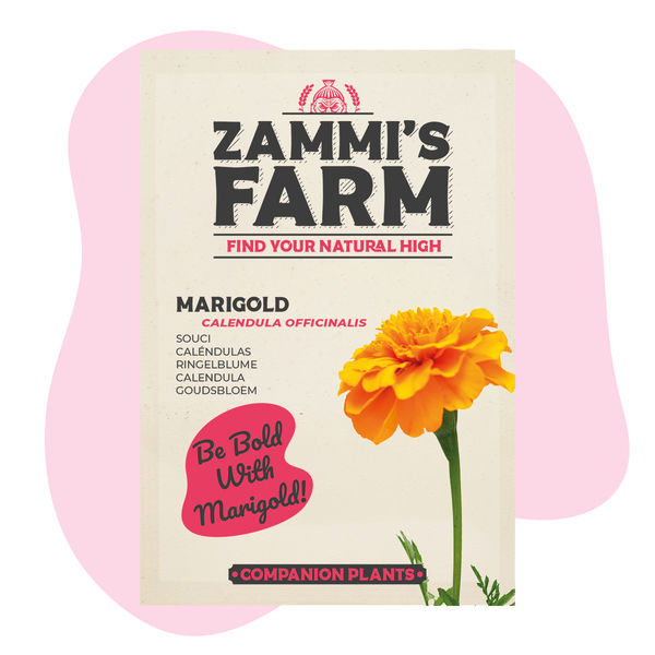 Pacote Amigo de Malmequer (Calendula officinalis)