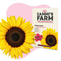 Pack de sementes de girassol (Helianthus annuus) Buddy