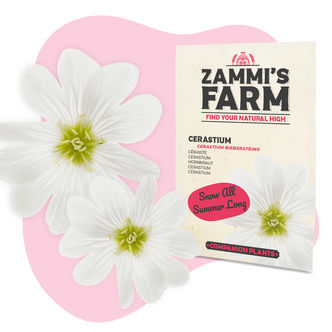 Pack de Amigos de Cerastium (Cerastium biebersteinii)