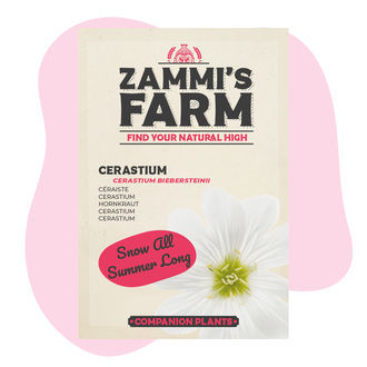 Cerastium (Cerastium biebersteinii) Pack Amigo
