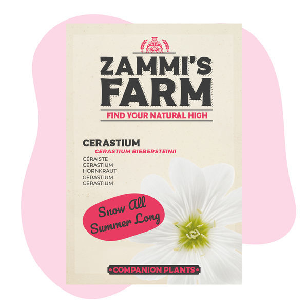Cerastium (Cerastium biebersteinii) Pack Amigo