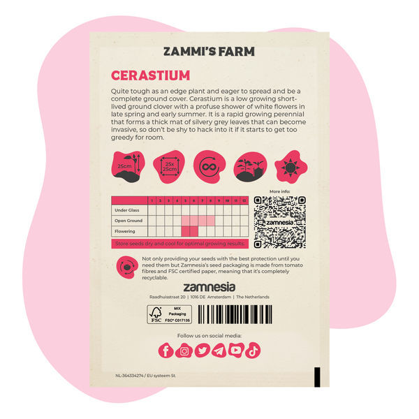 Cerastium (Cerastium biebersteinii) Pack Amigo