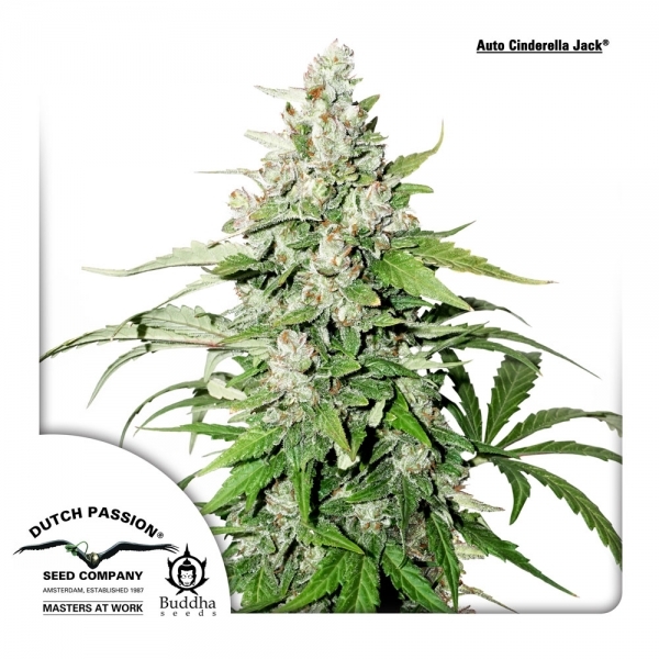 Auto Cinderella Jack (Dutch Passion) feminizada