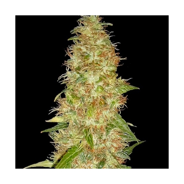 Moon Walker Kush (Spliff Seeds) feminizada