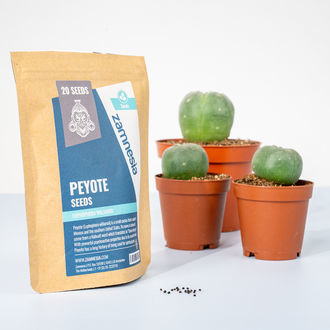 Peyote (Lophophora williamsii) - 20 sementes