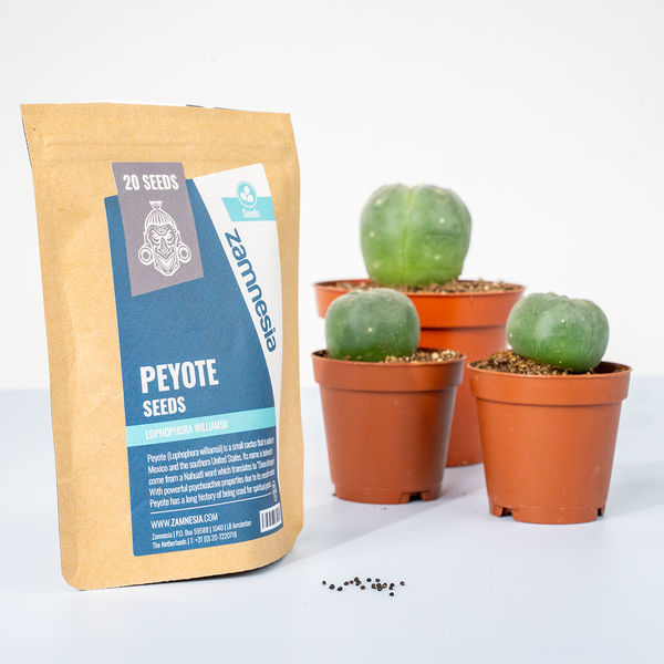 Peyote (Lophophora williamsii) - 20 sementes
