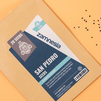 San Pedro (Echinopsis pachanoi) – 20 sementes