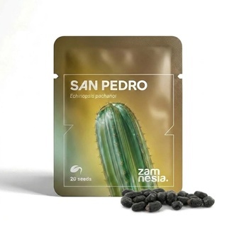San Pedro (Echinopsis pachanoi) – 20 sementes