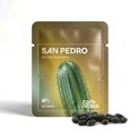 San Pedro (Echinopsis pachanoi) – 20 sementes
