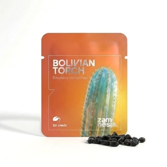 Tocha Boliviana (Echinopsis lageniformis) &ndash; 20 sementes