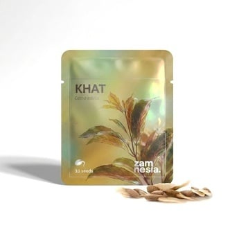 Khat (Catha edulis) &ndash; 10 sementes