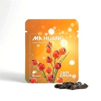 Ma Huang Seeds (Ephedra sinica) 20 Sementes