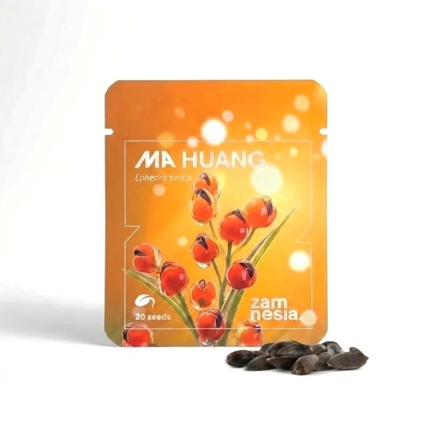 Ma Huang Seeds (Ephedra sinica) 20 Sementes