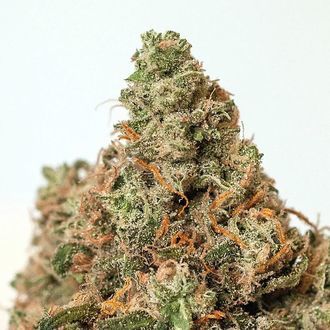 Supercheese (Positronics) feminizada