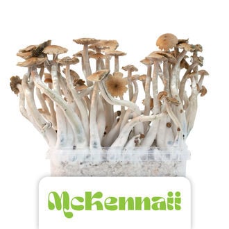 Kit de cultivo Zamnesia 'McKennaii'