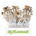 Kit de cultivo Zamnesia 'McKennaii'