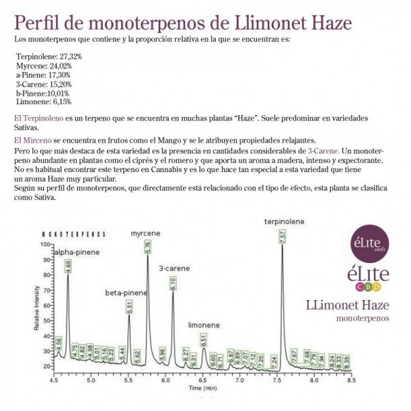 Llimonet Haze Classic THC (Elite Seeds) feminizada