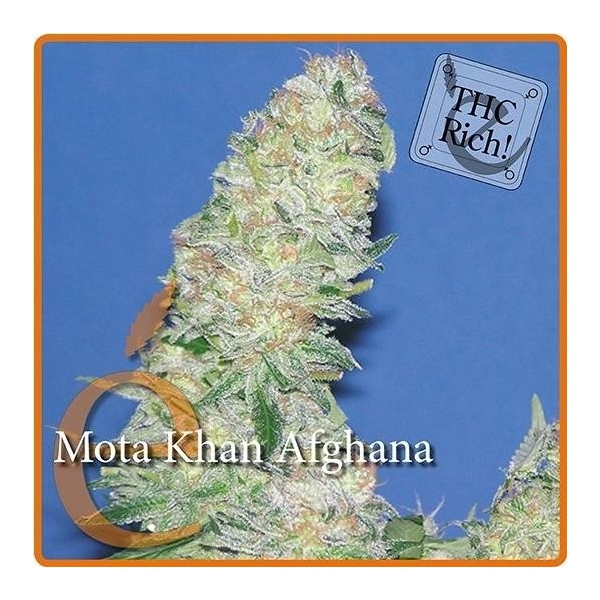 Mota Khan Afghana (Elite Seeds) feminizada