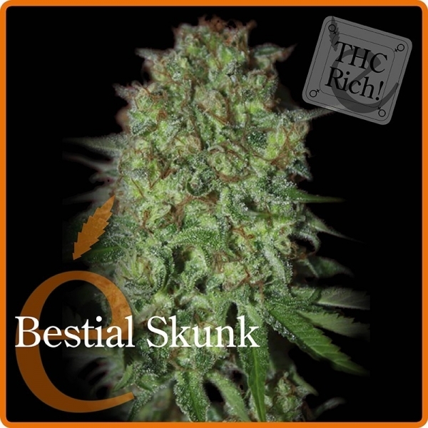 Bestial Skunk (Elite Seeds) feminizada