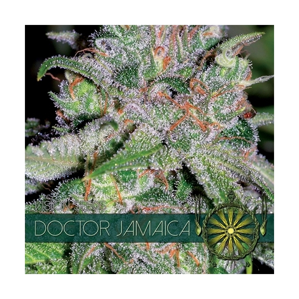 Doctor Jamaica (Vision Seeds) feminizada