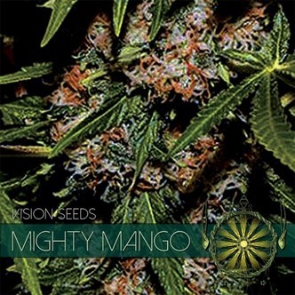 Mighty Mango Bud (Vision Seeds) feminizada