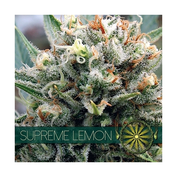 Supreme Lemon (Vision Seeds) feminizada