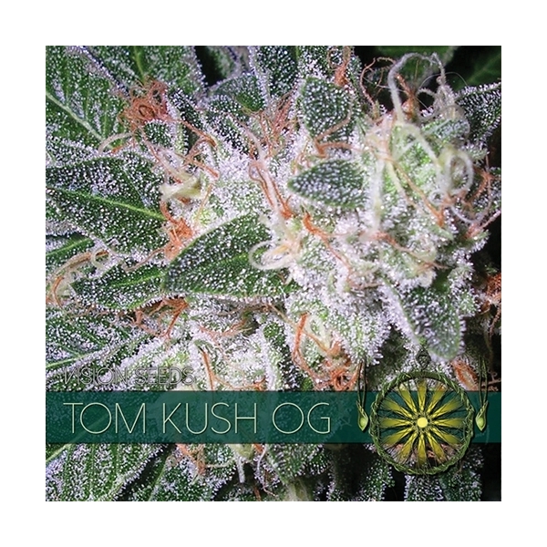 Tom Kush OG (Vision Seeds) feminizada