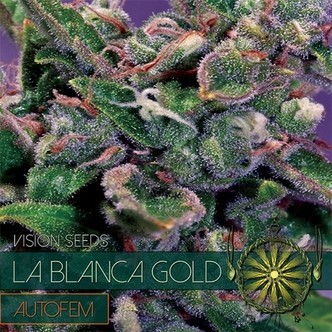 La Blanca Gold Autoflorescente (Vision Seeds) feminizada