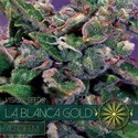 La Blanca Gold Autoflorescente (Vision Seeds) feminizada