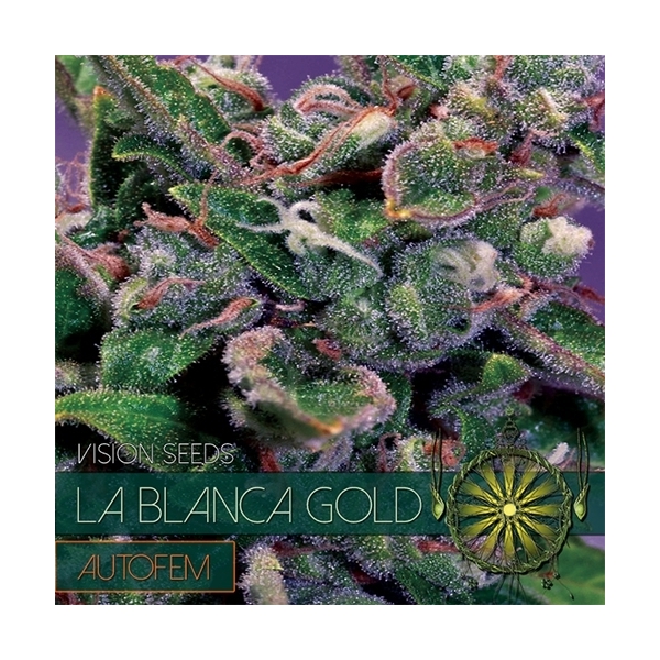 La Blanca Gold Autoflorescente (Vision Seeds) feminizada