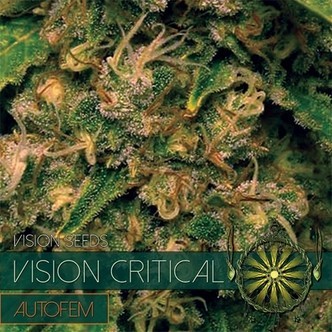 Vision Critical Autoflorescente (Vision Seeds) Feminizada