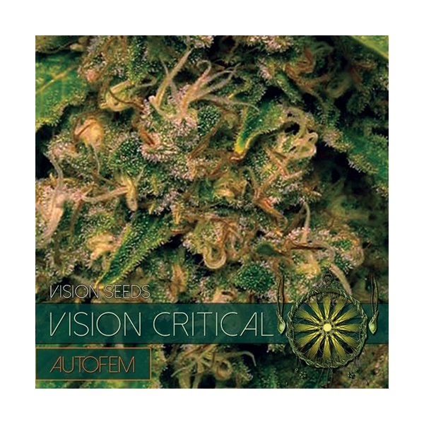 Vision Critical Autoflorescente (Vision Seeds) Feminizada