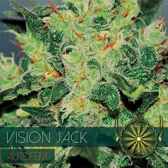 Vision Jack Autoflorescente (Vision Seeds) feminizada