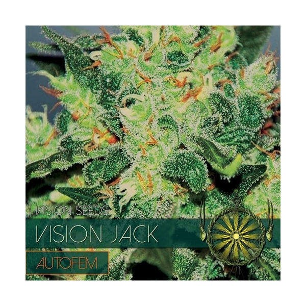 Vision Jack Autoflorescente (Vision Seeds) feminizada